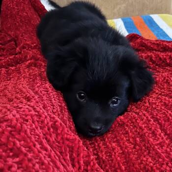 Cassie -  Flat Coated Retriever and Golden Retriever Dog for Adoption - Cassie | PetCurious