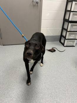 ANASTASIA -  Labrador Retriever and Pit Bull Terrier Dog for Adoption in Indianapolis, Indiana - ANASTASIA | PetCurious