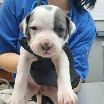 Alora (Lola Pup 7) -  Hound and Mixed Breed Dog for Adoption in Marble, North Carolina - Alora (Lola Pup 7) | PetCurious