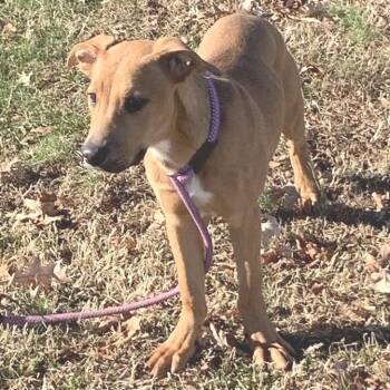 Mixed Breed Dogs Available for Adoption - Sora | PetCurious