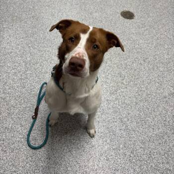 Collie Dogs Available for Adoption - Tyson | PetCurious