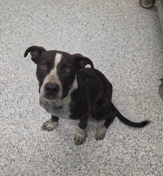 Turkey -  Terrier Dog for Adoption in Athens, Tennessee - Turkey | PetCurious