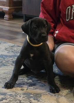 Yellow collar male -  Great Dane Dog for Sale in Cincinnati, Ohio - Yellow Collar Male | PetCurious