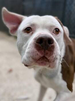 Pit Bull Terrier and Mixed Breed Dogs Available for Adoption in New Orleans, Louisiana - Dougy | PetCurious
