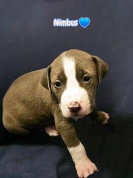American Staffordshire Terrier Dogs Available for Adoption in Holly Springs, North Carolina - Nimbus - Stormie Litter | PetCurious