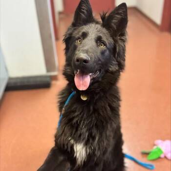 Shepherd Dogs Available for Adoption - Eeyore | PetCurious
