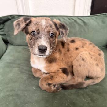 Bingo -  Catahoula Leopard Dog and Australian Cattle Dog Blue Heeler Dog for Adoption in Humble, Texas - Bingo | PetCurious
