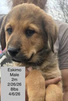 Great Pyrenees Dogs Available for Adoption in Colorado Springs, Colorado - Eskimo | PetCurious