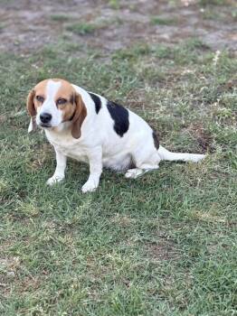 Bubbles -  Beagle and Mixed Breed Dog for Adoption in Aiken, South Carolina - Bubbles | PetCurious