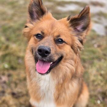Storm 260170 -  Mixed Breed Dog Available for Adoption in Gladstone, Michigan - Storm 260170 | PetCurious