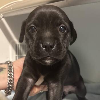 Linguini -  Mixed Breed Dog for Adoption in Milton, Florida - Linguini | PetCurious