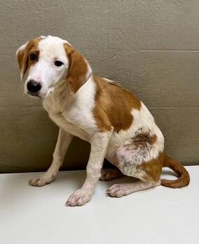 Luna -  Mountain Cur and Hound Dog for Adoption in Sparta, North Carolina - Luna | PetCurious