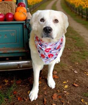 Rescue Great Pyrenees Dogs for Adoption in Kiowa, Oklahoma - Kotten | PetCurious