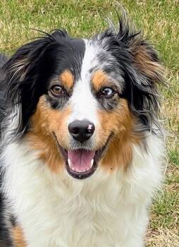 Australian Shepherd Dogs Available for Adoption in Alexandria, Virginia - Holly | PetCurious