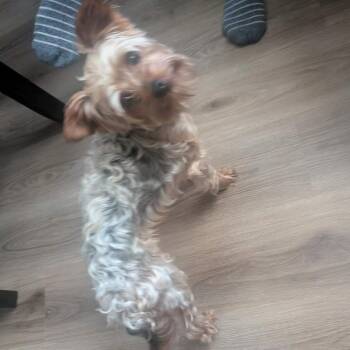 Grizzly -  Yorkshire Terrier Dog for Adoption in Mount Vernon, Arkansas - Grizzly | PetCurious