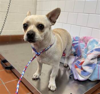 TRIXIE -  Chihuahua and French Bulldog Dog for Adoption in Camarillo, California - TRIXIE | PetCurious