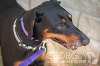 Jussie -  Doberman Pinscher Dog for Adoption in Douglasville, Georgia - Jussie | PetCurious