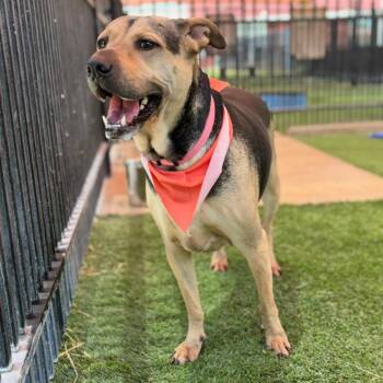Aster -  Mixed Breed Dog for Adoption in San Antonio, Texas - Aster | PetCurious