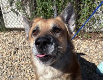 Fritz -  German Shepherd Dog Dog for Adoption in Columbus, Indiana - Fritz | PetCurious