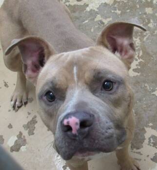 Rescue Pit Bull Terrier and Mixed Breed Dogs for Adoption in West Memphis, Arkansas - Bart | PetCurious