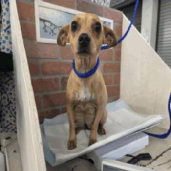 Cinnamon Toast Crunch -  Chihuahua Dog for Adoption in Park Row, Texas - Cinnamon Toast Crunch | PetCurious