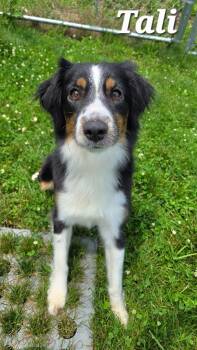 Tali Yrly 254 -  Collie Dog for Adoption in Sidney, Ohio - Tali Yrly 254 | PetCurious