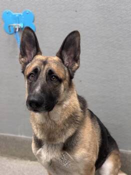 German Shepherd Dog Dogs Available for Adoption in Las Vegas, Nevada - SIR | PetCurious