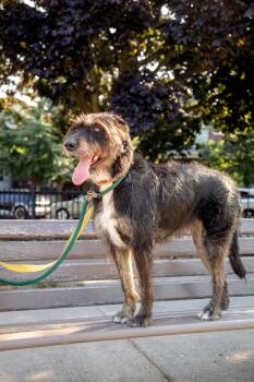 Kika -  Mixed Breed Dog for Adoption in Mississauga, Ontario - Kika | PetCurious