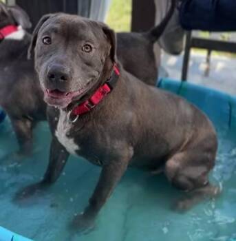 Chester -  Chocolate Labrador Retriever and Pit Bull Terrier Dog for Adoption in Coachella, California - Chester | PetCurious