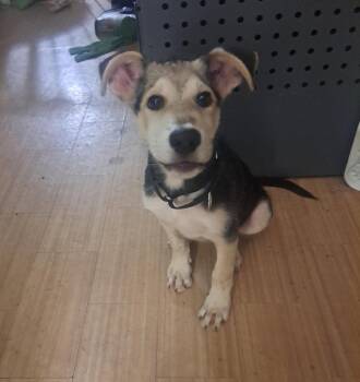 Maverick -  German Shepherd Dog and Siberian Husky Dog for Adoption in Rochester, New York - Maverick | PetCurious