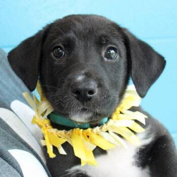 KARR -  Mixed Breed Dog for Adoption in Lansing, Michigan - KARR | PetCurious