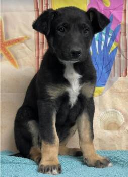 German Shepherd Dog Dogs Available for Adoption - Soldier Aka Beetle | PetCurious