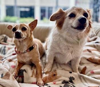 Chihuahua Dogs Available for Adoption in Fort Myers, Florida - Gypsy-Bonded With Rosie! | PetCurious