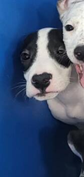 MERLOT -  Mixed Breed Dog for Adoption in Dallas, Texas - MERLOT | PetCurious