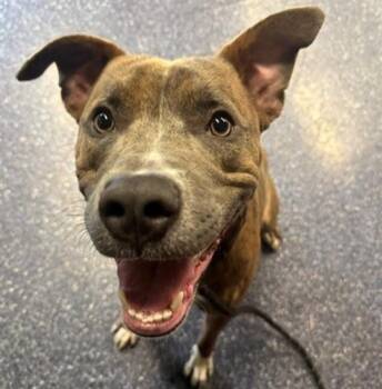 P. SHERMAN -  Pit Bull Terrier and Mixed Breed Dog for Adoption in Anchorage, Alaska - P. SHERMAN | PetCurious