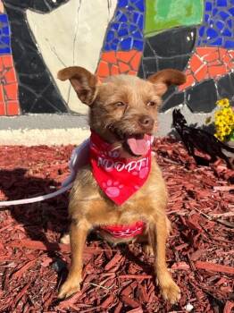 Rat Terrier Dogs Available for Adoption - MARIGOLD | PetCurious