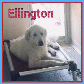 Ellington -  Great Pyrenees and Mixed Breed Dog for Adoption in Bolivar, Tennessee - Ellington | PetCurious