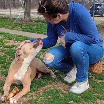 Rescue Mixed Breed Dogs for Adoption in Tunica, Mississippi - Tillie | PetCurious