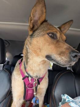 Prim -  Australian Cattle Dog Blue Heeler and Cattle Dog Dog for Adoption in Whitestown, Indiana - Prim | PetCurious