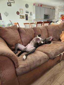Alan -  Labrador Retriever and Pit Bull Terrier Dog for Adoption in Xenia, Ohio - Alan | PetCurious