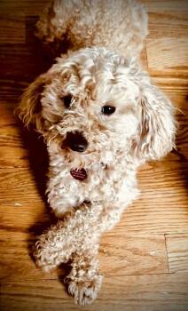 Poodle Dogs Available for Adoption in Syracuse, New York - Piper | PetCurious