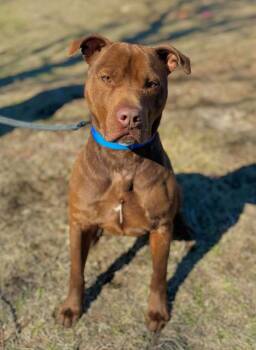 Rescue American Staffordshire Terrier Dogs for Adoption in Stamford, Connecticut - Rylo | PetCurious