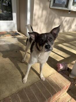 Jack Russell Terrier and Cattle Dog Dogs Available for Adoption in Holly Springs, North Carolina - Cash | PetCurious