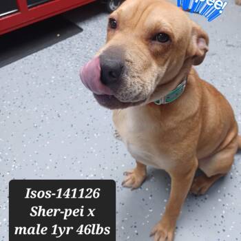 Shar Pei Dogs Available for Adoption in New Tazewell, Tennessee - Isos | PetCurious