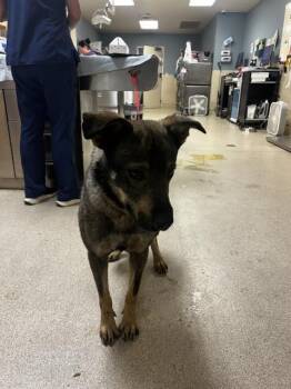 BORRIS -  German Shepherd Dog and Mixed Breed Dog for Adoption in Riverside, California - BORRIS | PetCurious