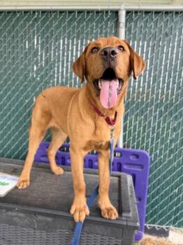 Jupiter -  Labrador Retriever Dog for Adoption in Fruit Heights, Utah - Jupiter | PetCurious