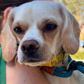 Freya - City of Industry Location -  Beagle and Mixed Breed Dog for Adoption in Chino Hills, California - Freya - City Of Industry Location | PetCurious