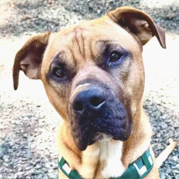 Brock -  Mixed Breed Dog for Adoption in Decatur, Georgia - Brock | PetCurious