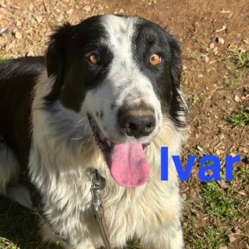 Australian Shepherd and Border Collie Dogs Available for Adoption - Ivar Talent | PetCurious