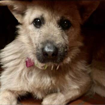 Rescue Mixed Breed and Terrier Dogs for Adoption in Fairfax Station, Virginia - Trevor | PetCurious